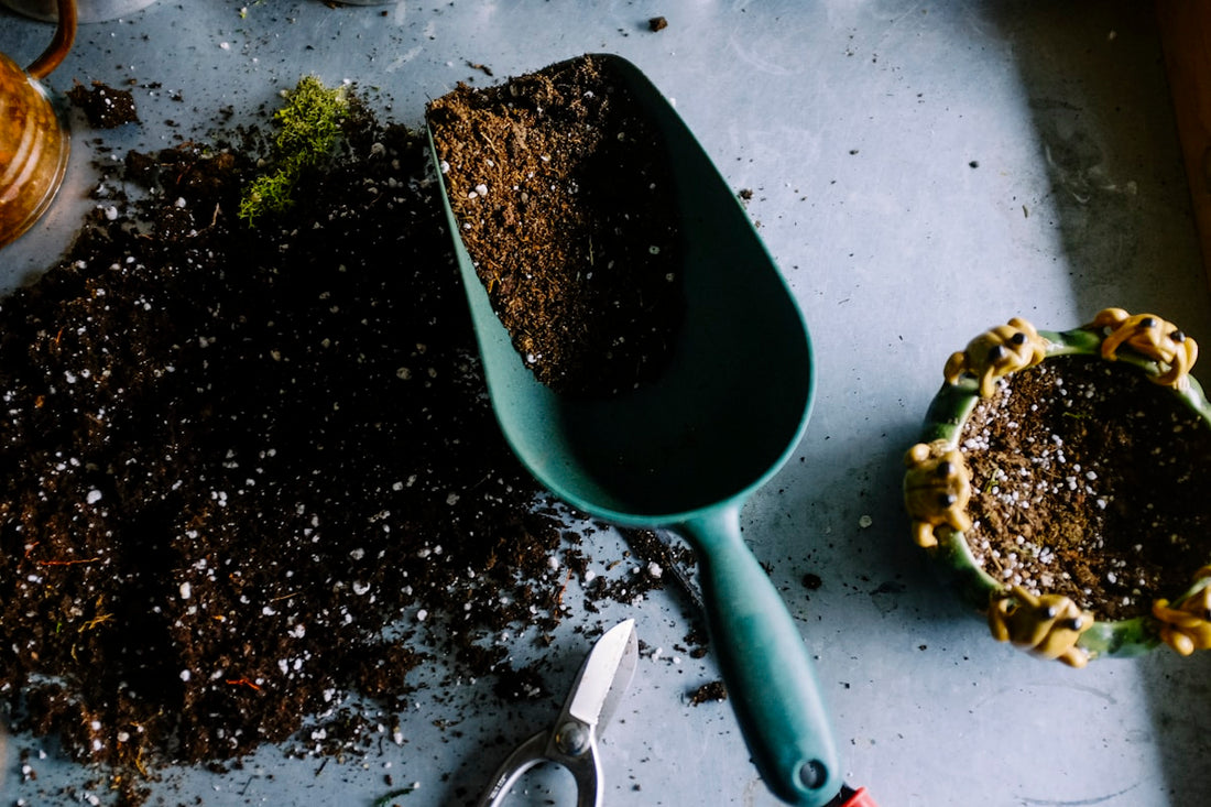 Natural organic gardening with healthy soil and green plants