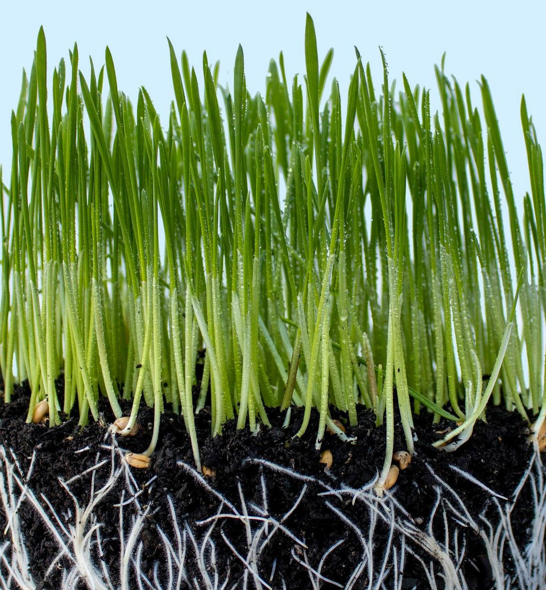 Young seedling with roots exposed in dark soil, ready to be transplanted into a Perth garden bed