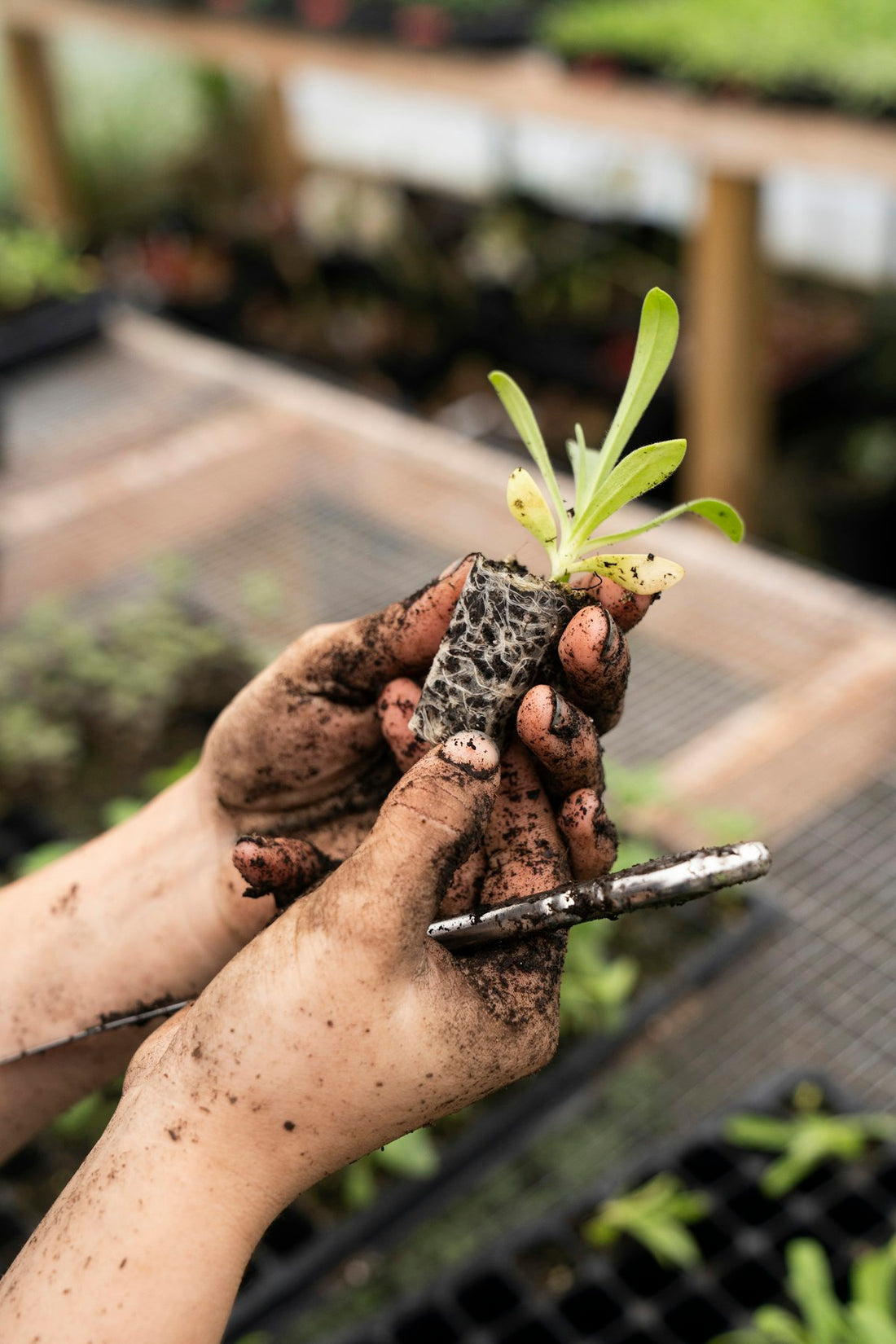 Hands planting a seedling in soil, preparing roots for spring growth