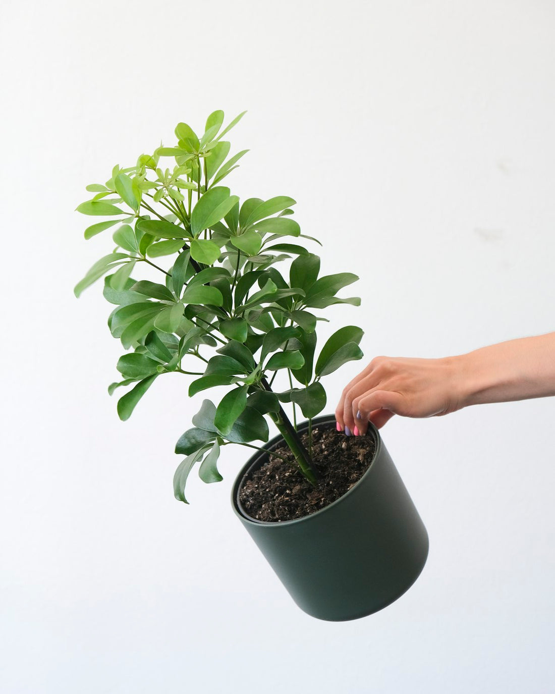 Hand repotting a houseplant into a fresh pot, a common spring care task for indoor plants recovering from winter stress